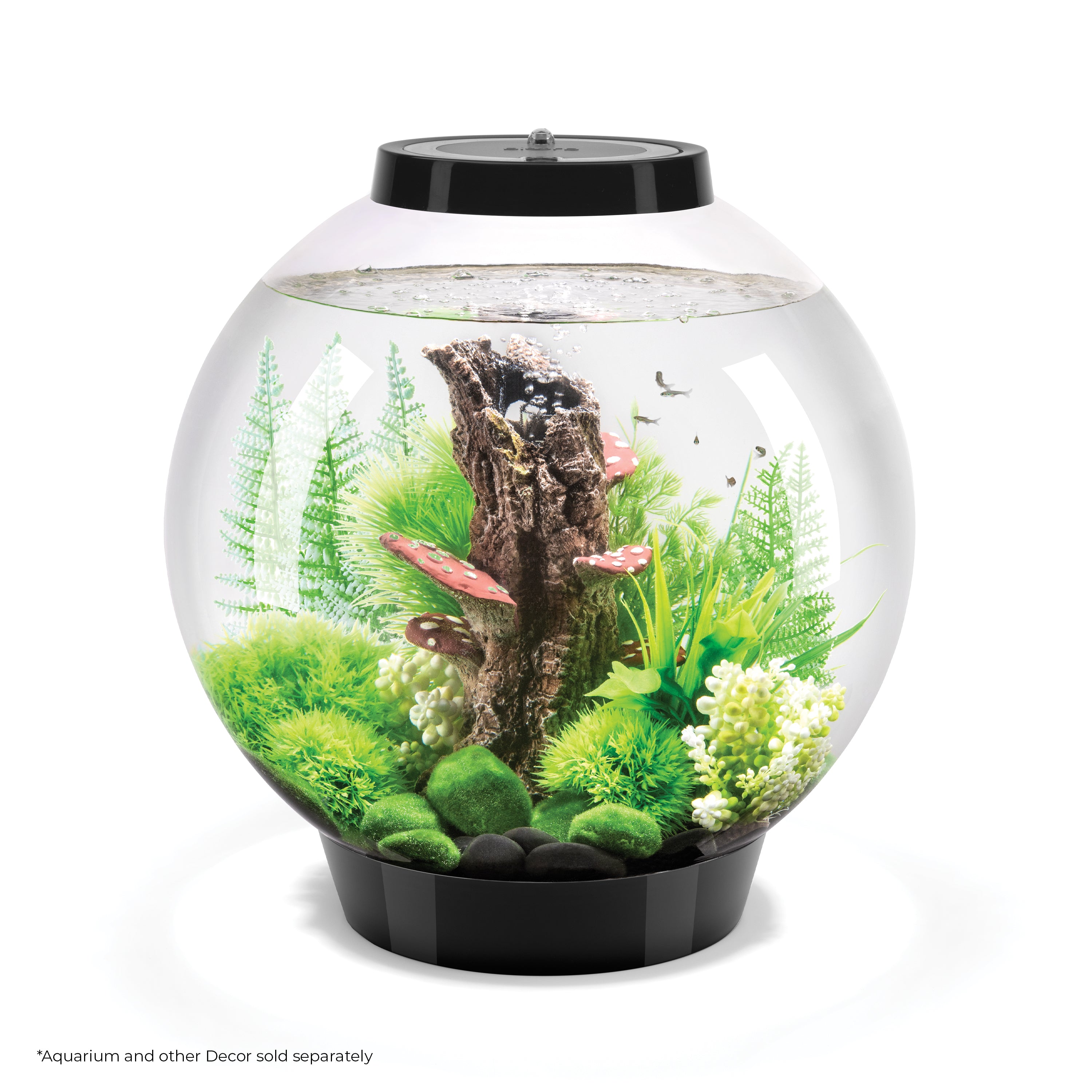 Fern Plant Set In Use