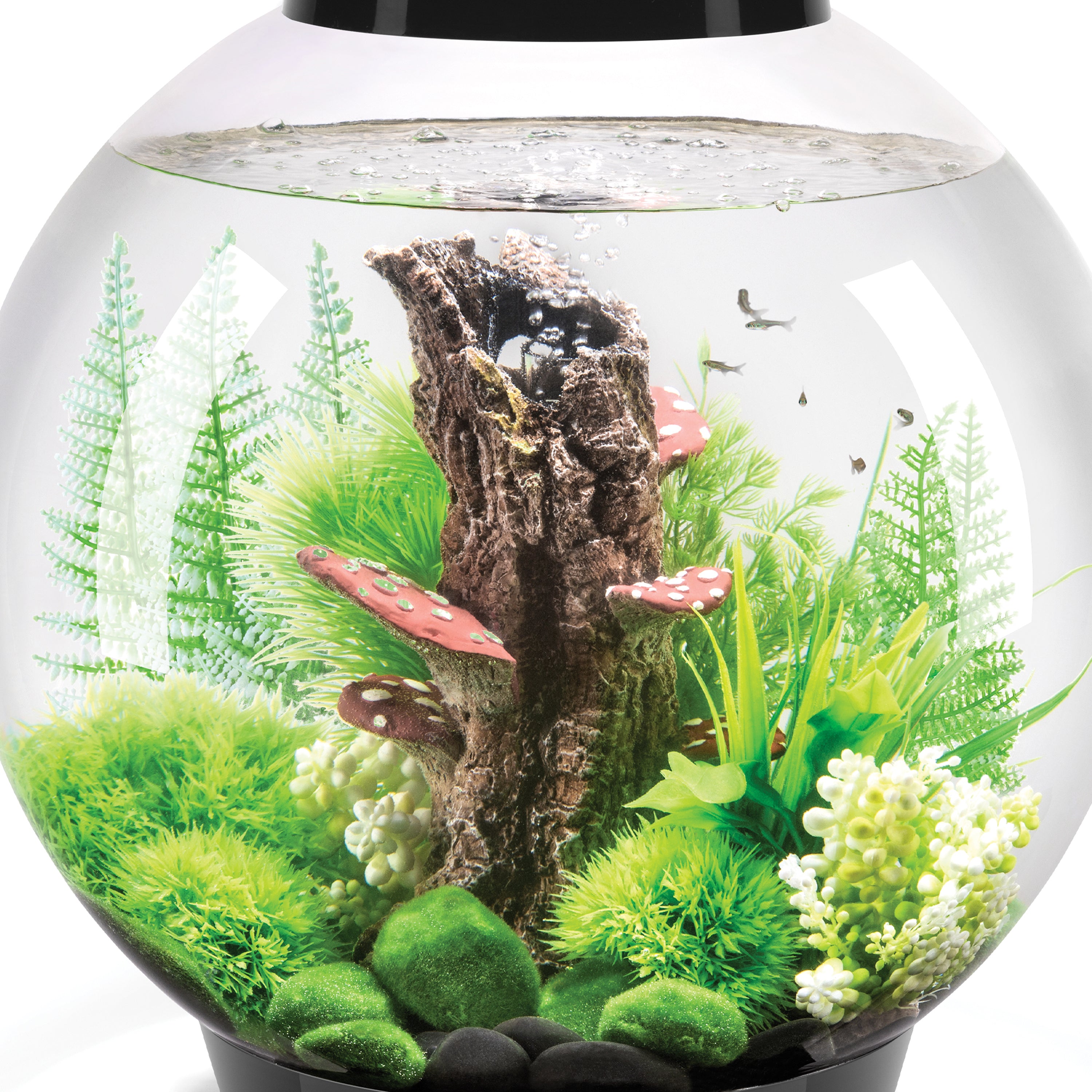 Fern Plant Set - In Use