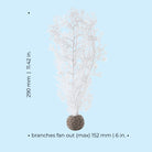 Medium Sea Fan - Dimensions