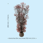 Medium Sea Fan - Dimensions