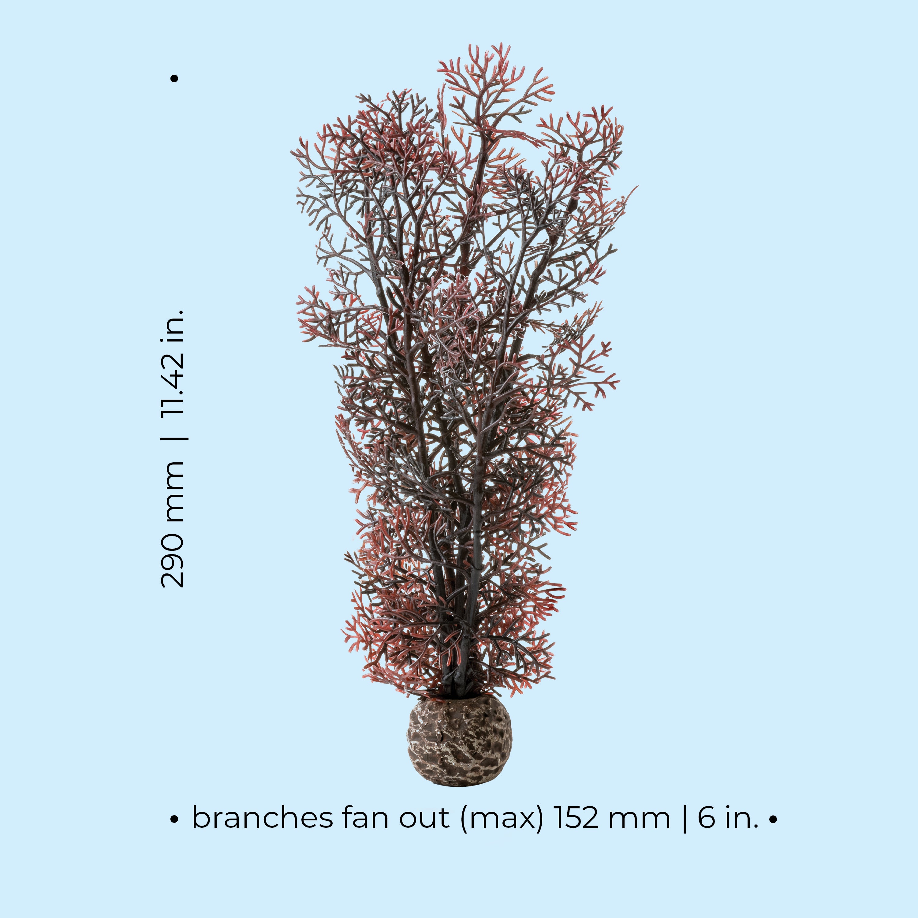 Medium Sea Fan - Dimensions