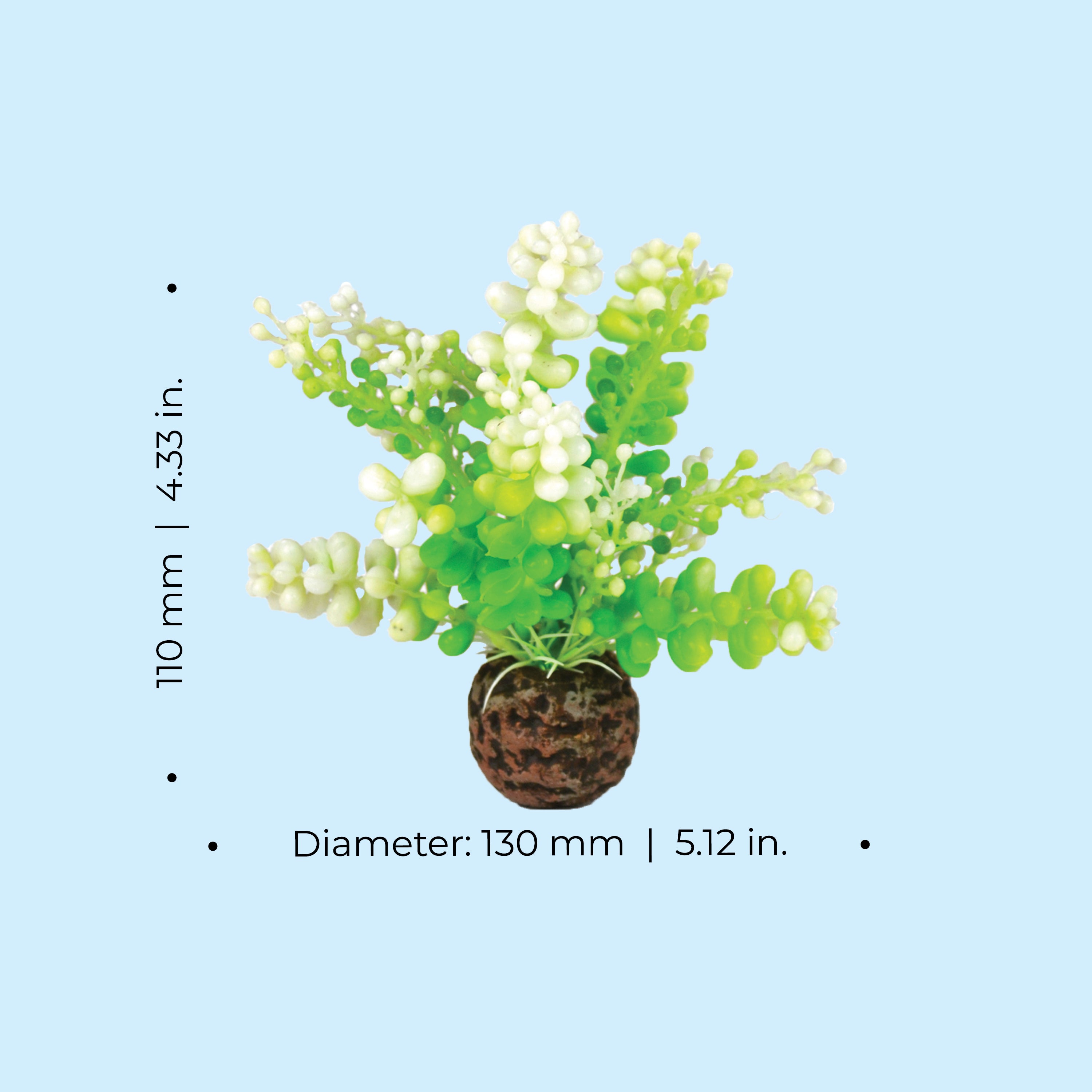 Green Caulerpa Dimensions