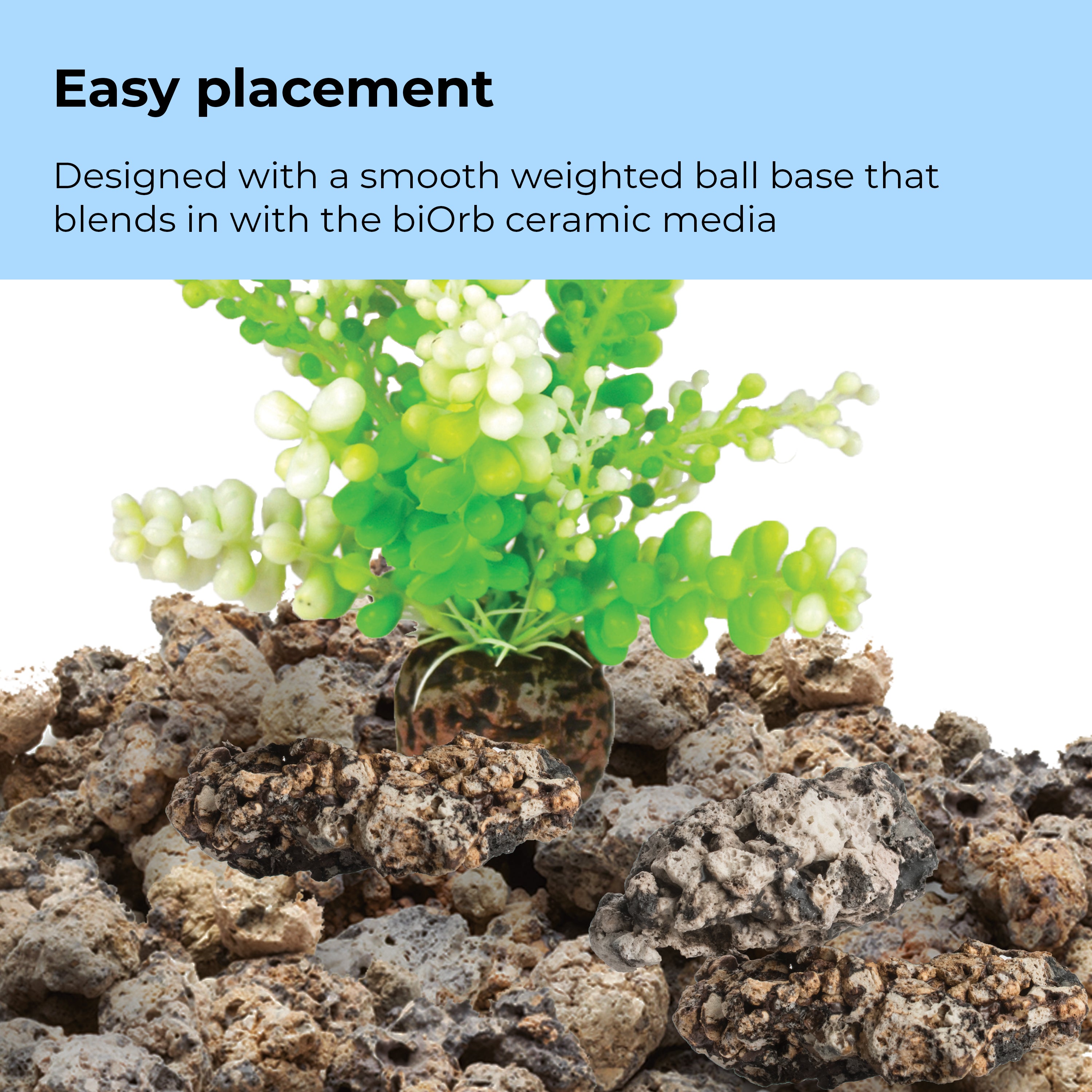 Green Caulerpa - Easy placement