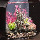 Medium Sea Fan In Use