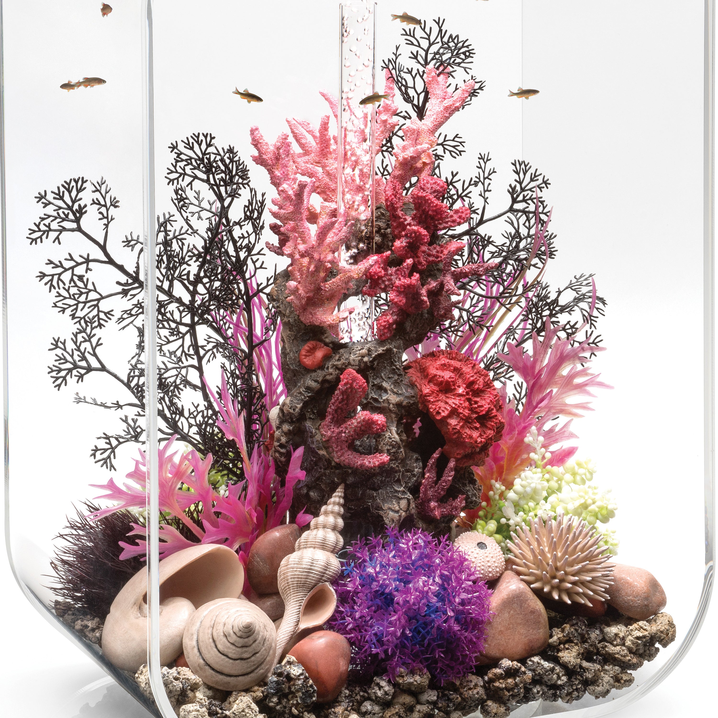 Medium Sea Fan In Use