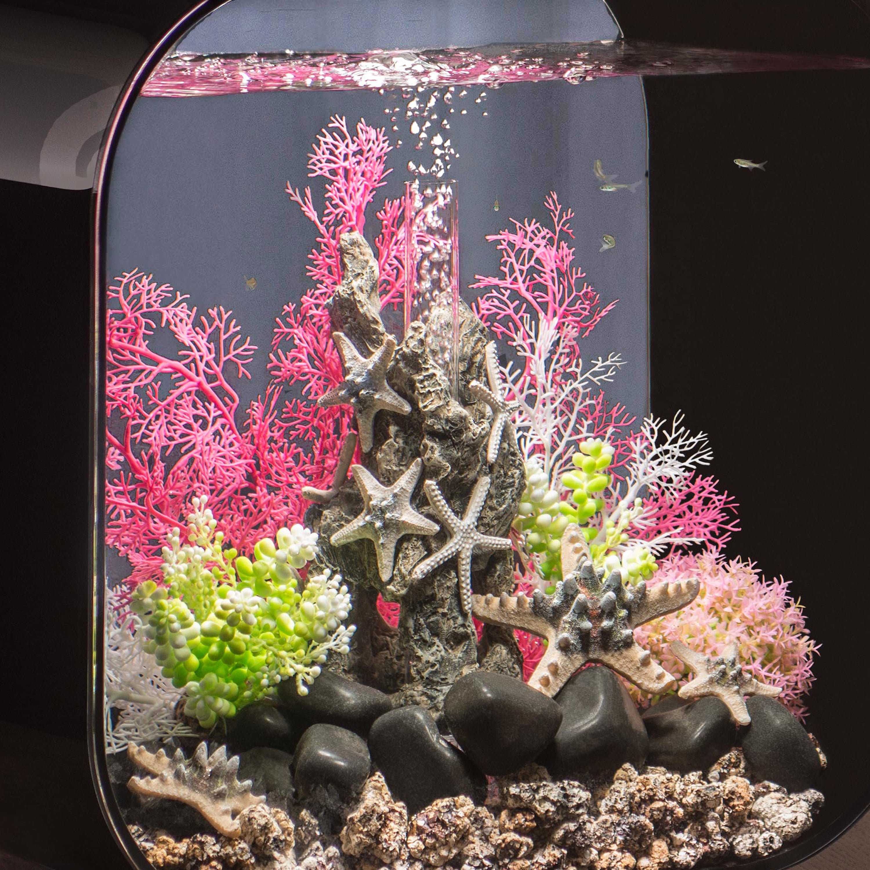 Sea Star Rock Sculpture In Use