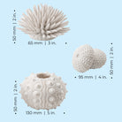 Sea Urchins Set of 3 - Dimensions