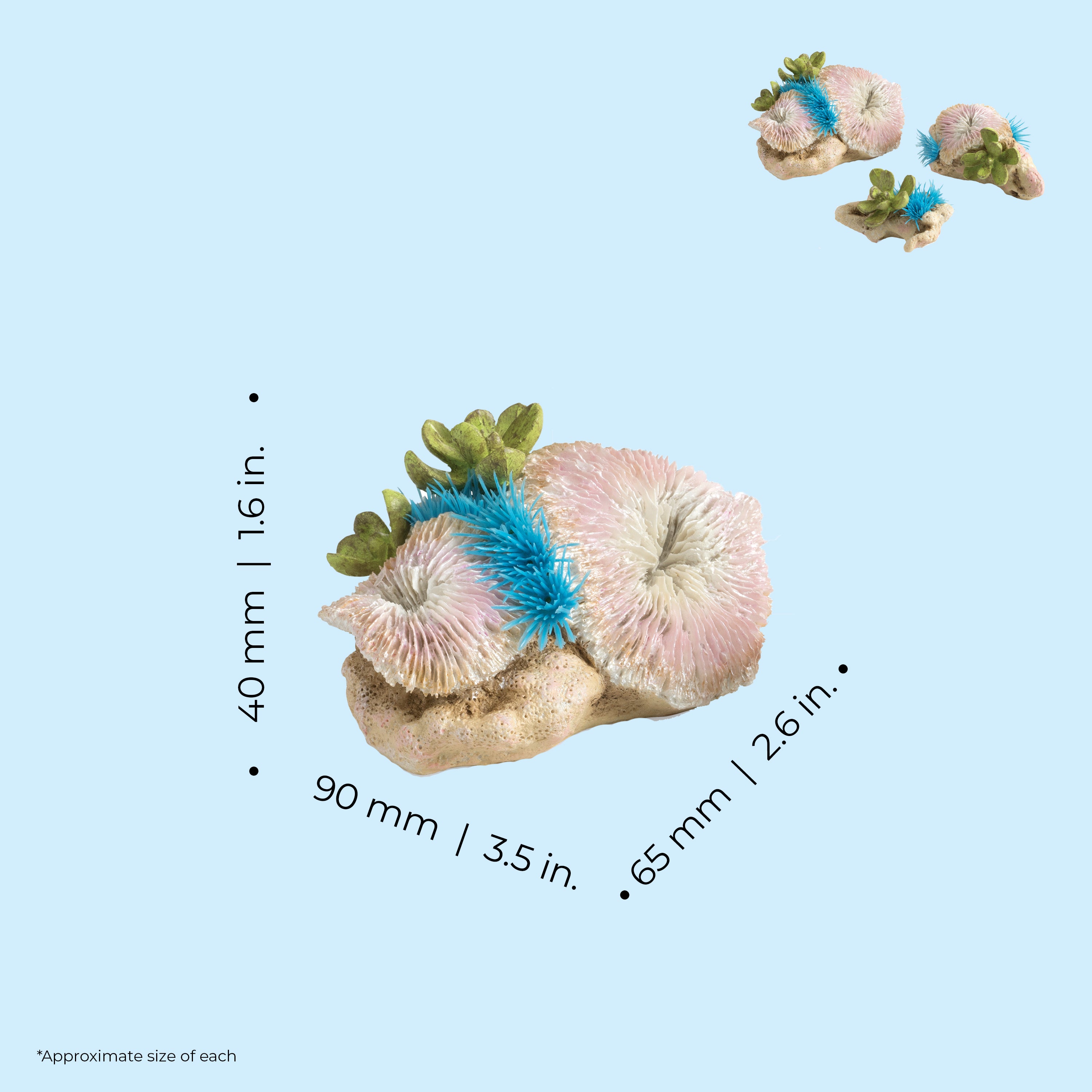 Seychelles Plate Corals & Button Polyps Set of 3 - Dimensions
