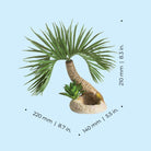 Medium Seychelles Palm Tree Sculpture - Dimensions