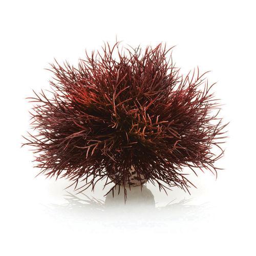 Sea Lily - Crimson