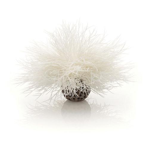 Sea Lily - White