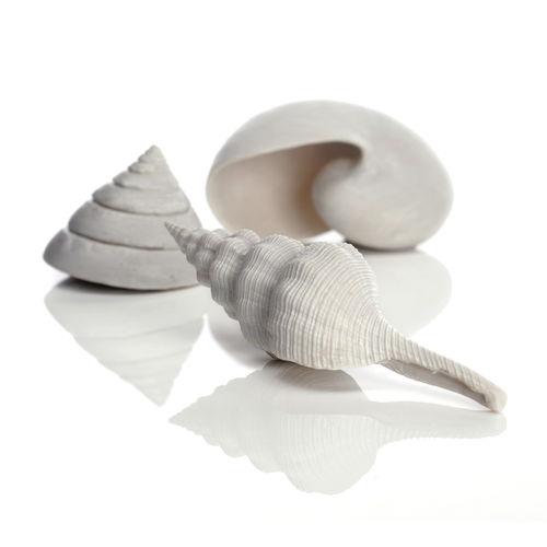 Sea Shell Set of 3 - White