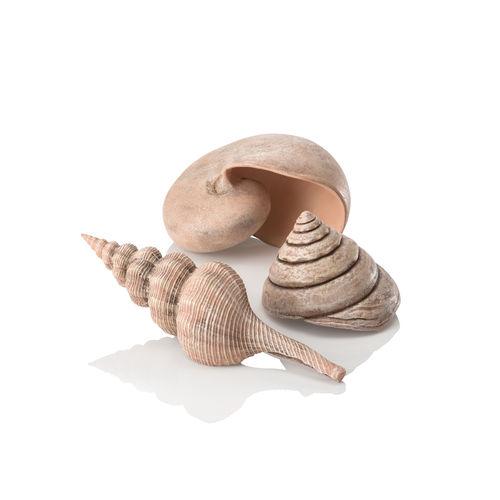 Sea Shell Set of 3 - Natural