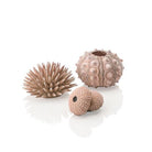 Sea Urchins Set of 3 - Natural