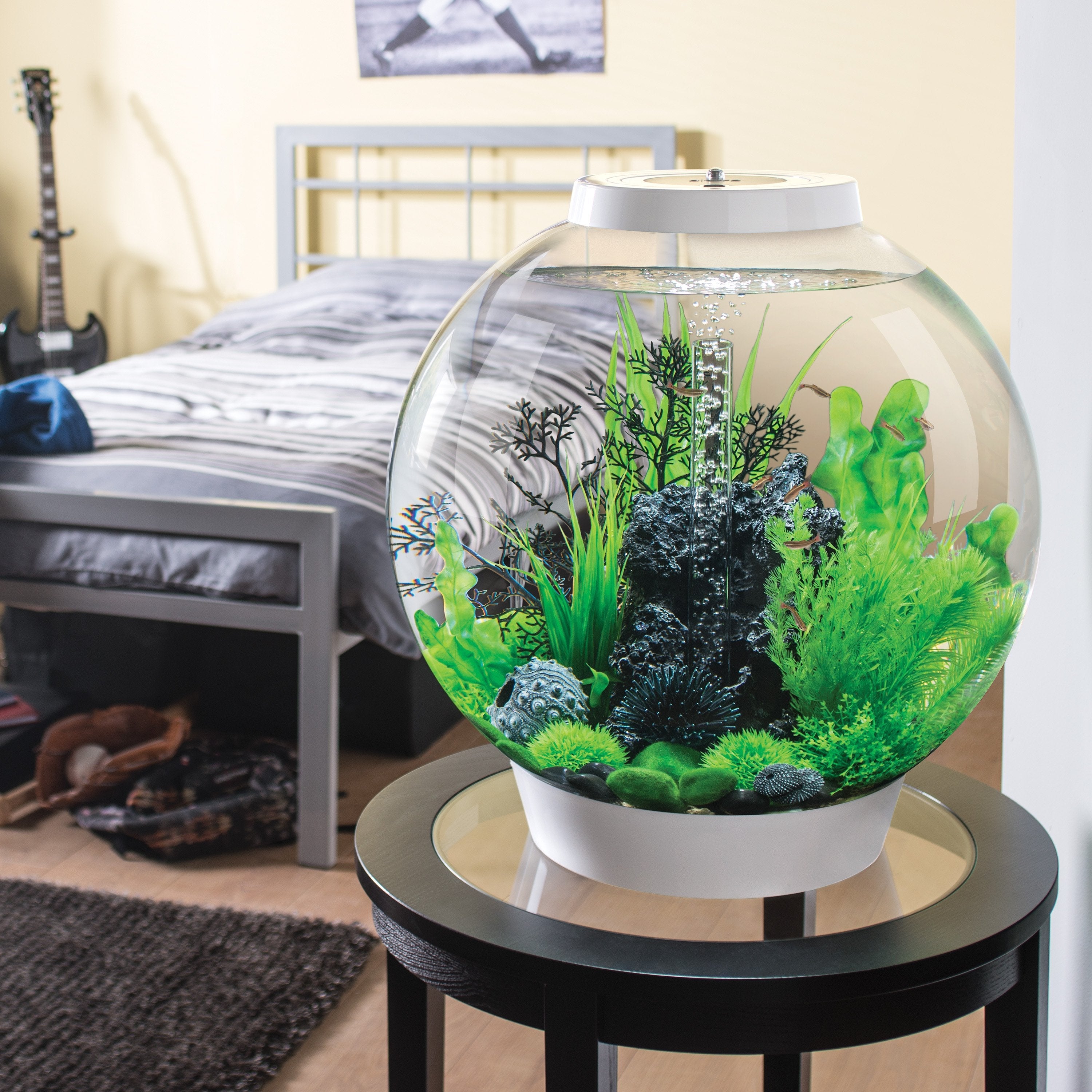 CLASSIC 60 Aquarium with MCR Light - 16 gallon in Use