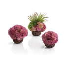 Coral Ball Set - Purple