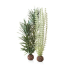 Medium Grey & Green Ambulia Plant Set of 2