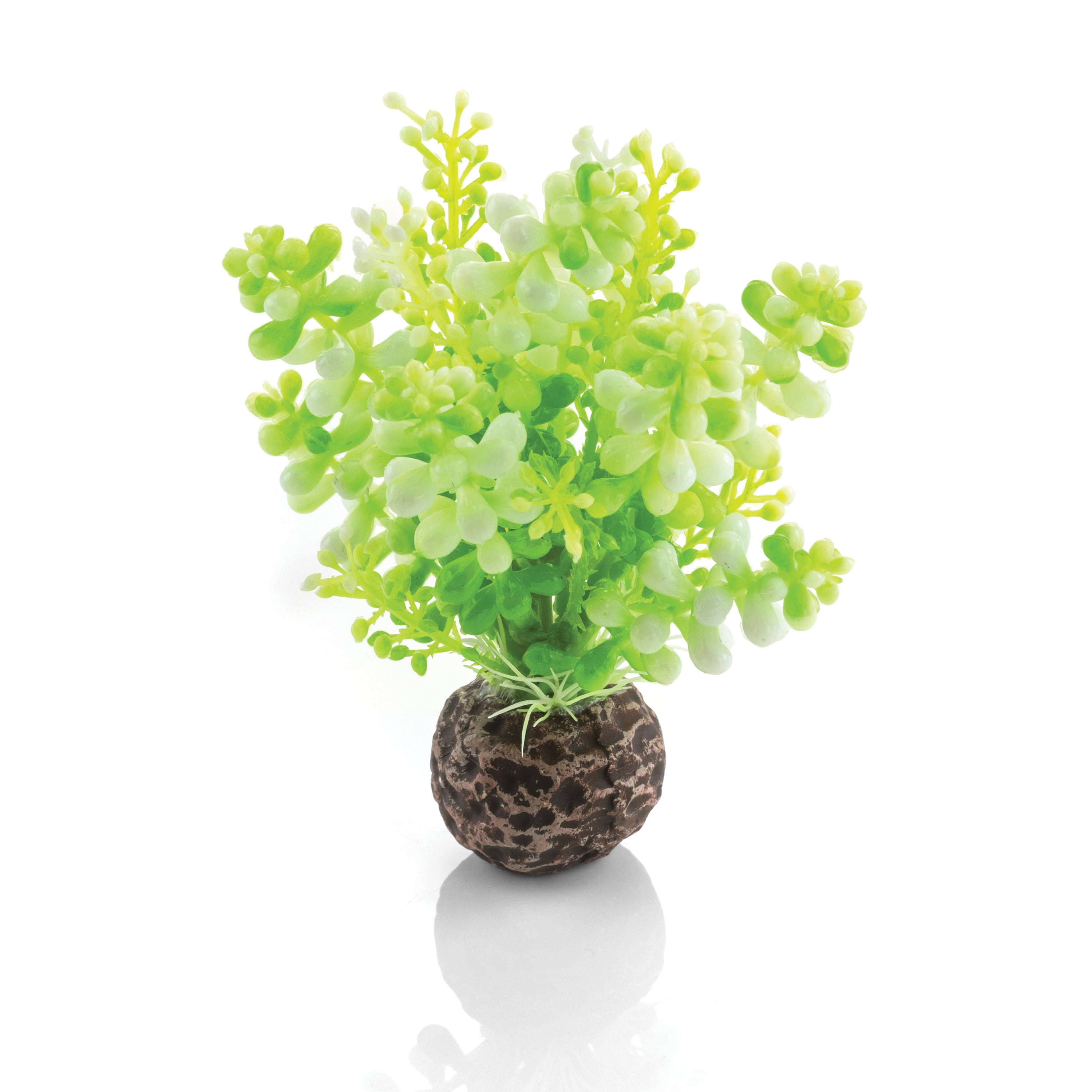 Green Caulerpa