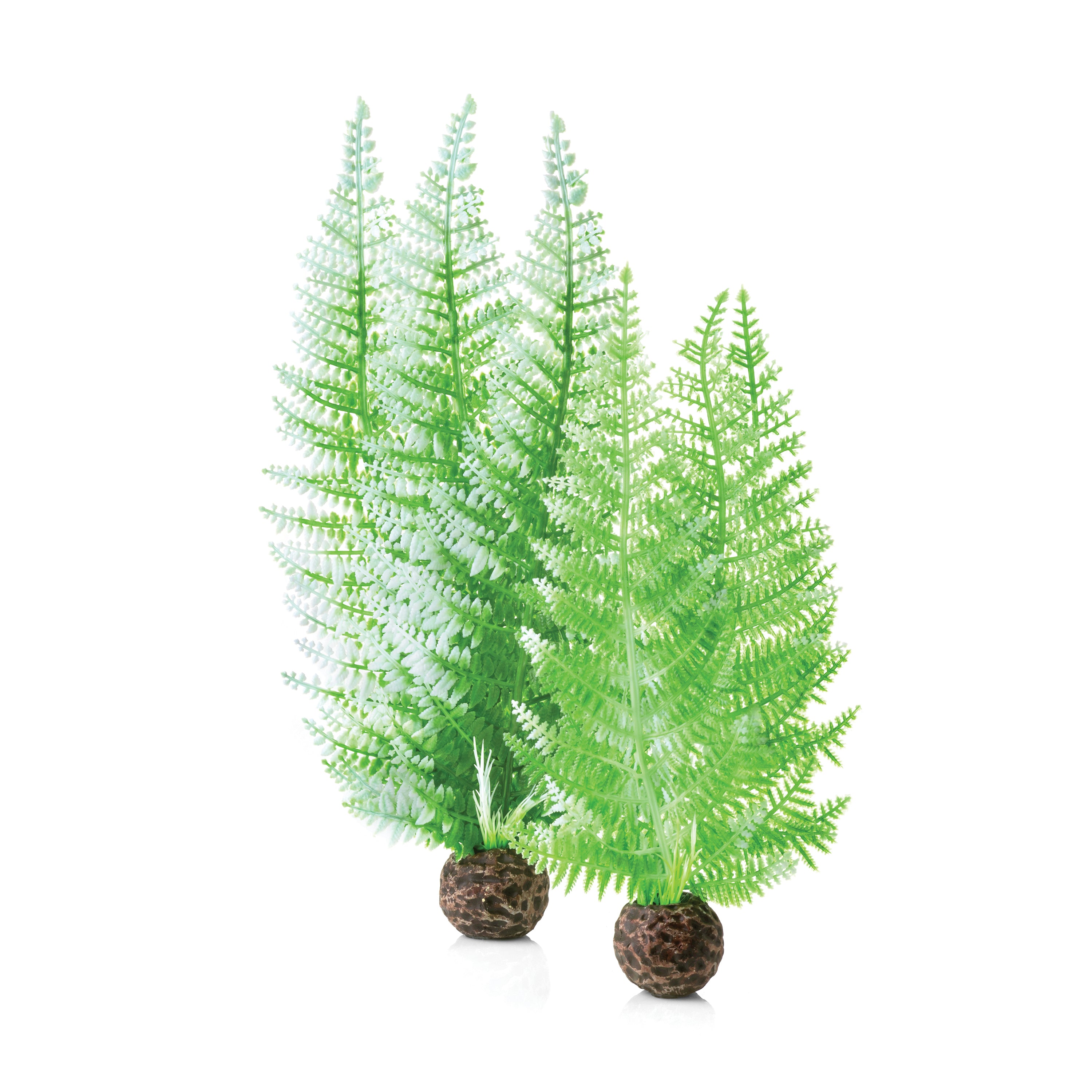 Fern Plant Set - Winter