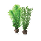 Small Green Feather Fern Plant Set of 2