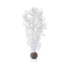 Medium Sea Fan - White