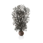 Small Sea Fan - Black