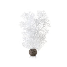 Small Sea Fan - White