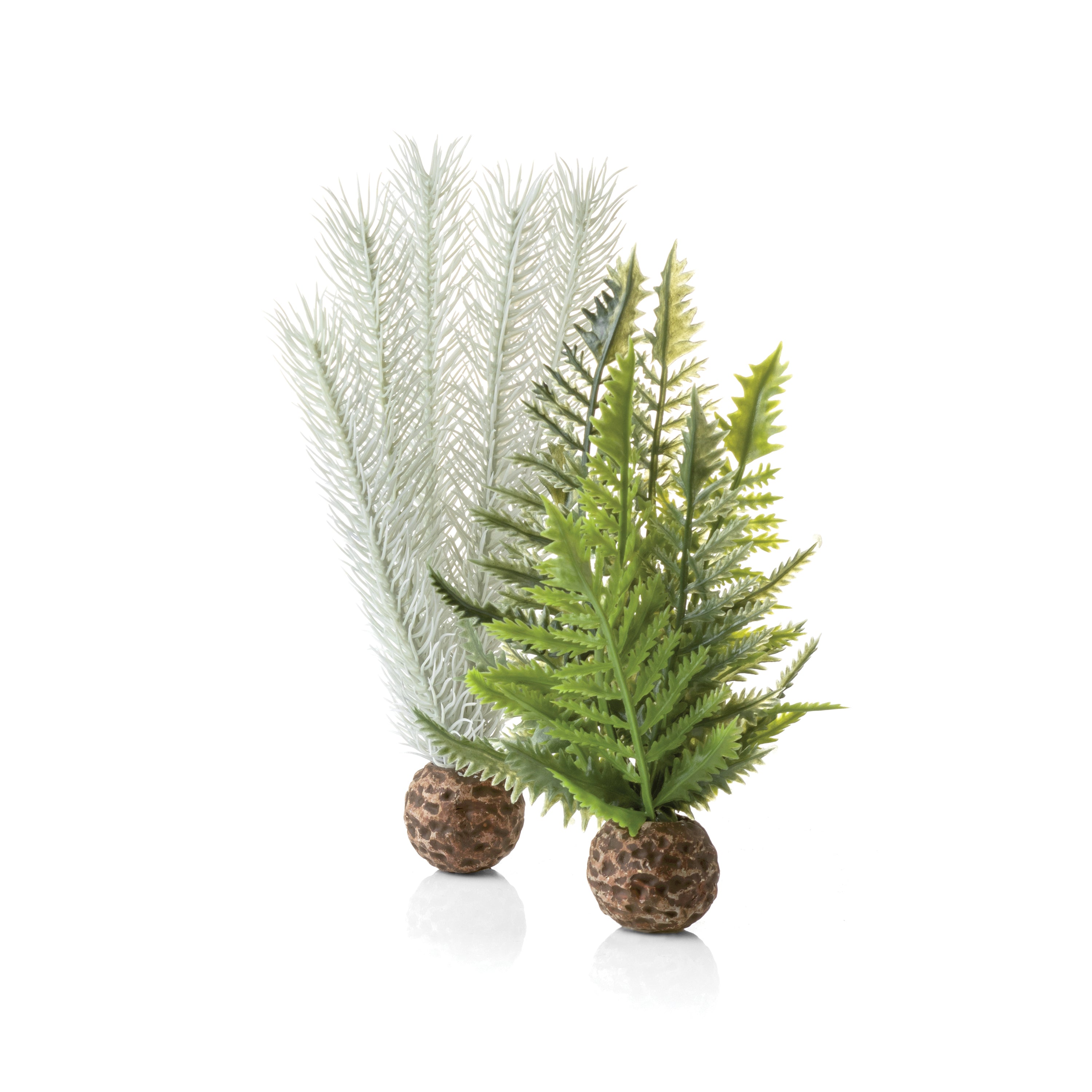 Small Grey & Green Thistle Fern Plant Set of 2