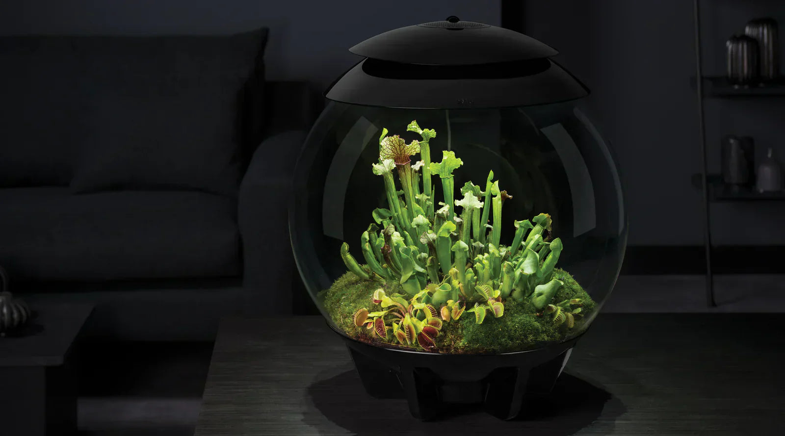 Crafting the Ultimate Carnivorous Plant Terrarium