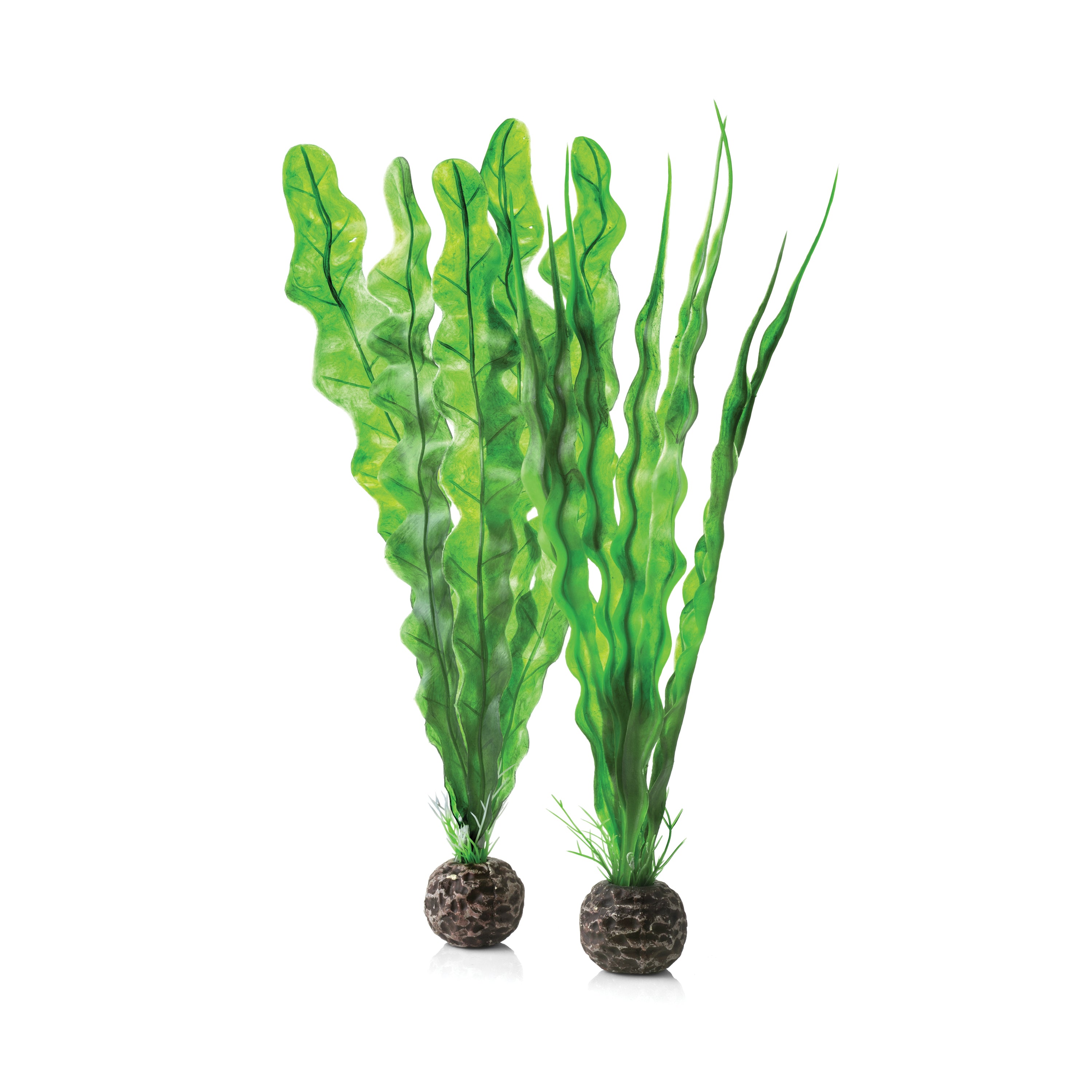 Medium Green Easy Plant Set of 2