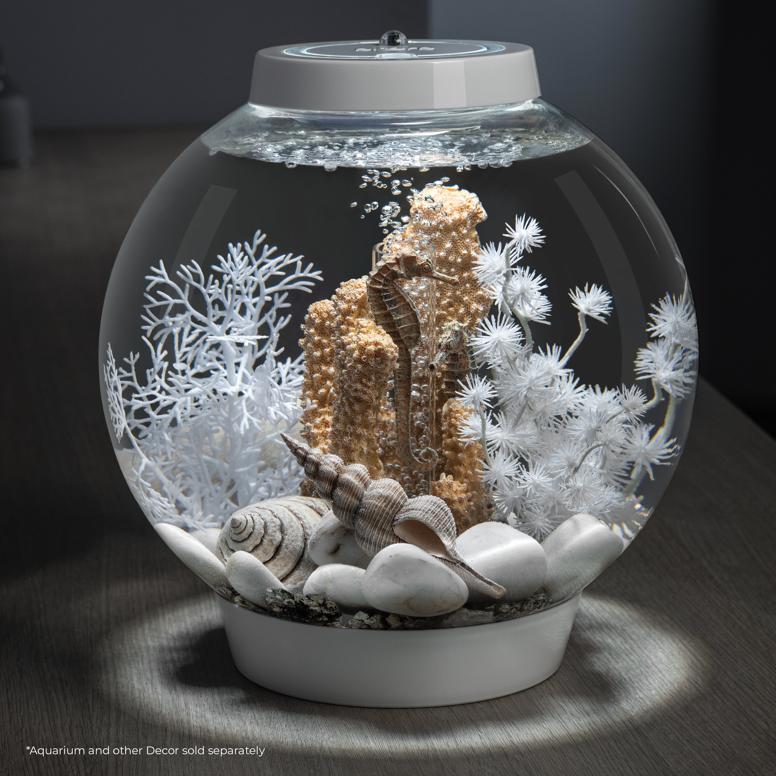 Small Sea Fan In Use