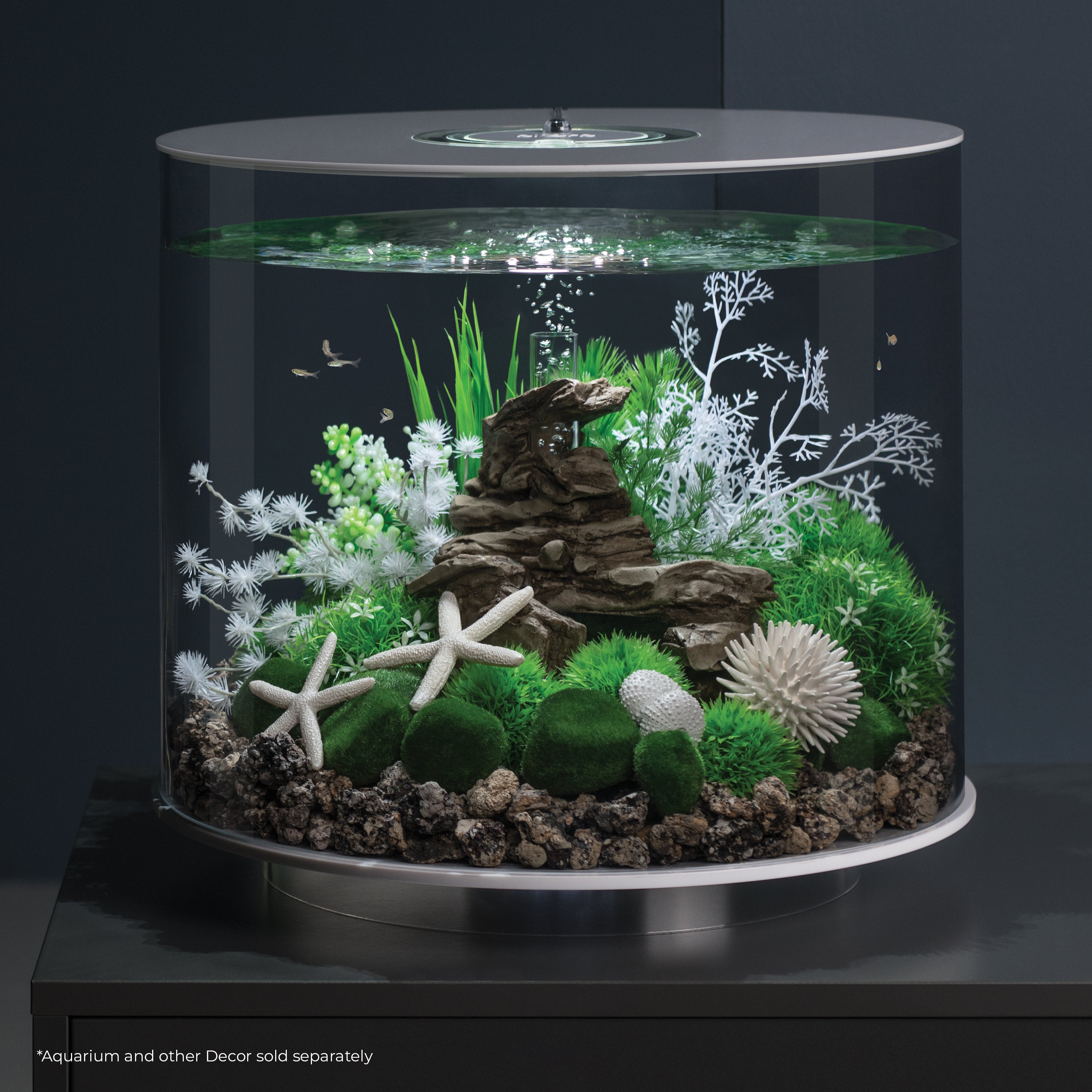 Medium Sea Fan - In Use