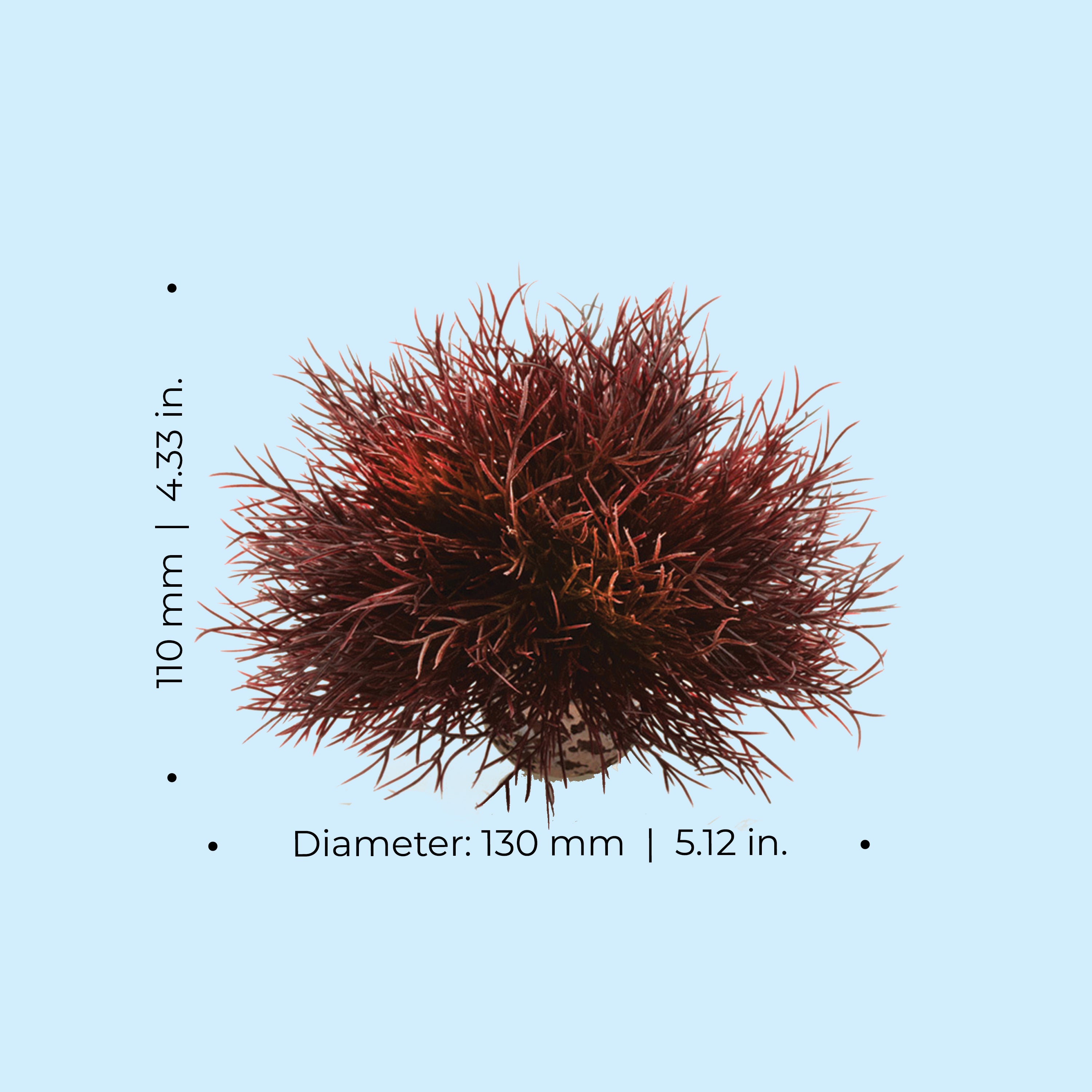 Sea Lily Dimensions