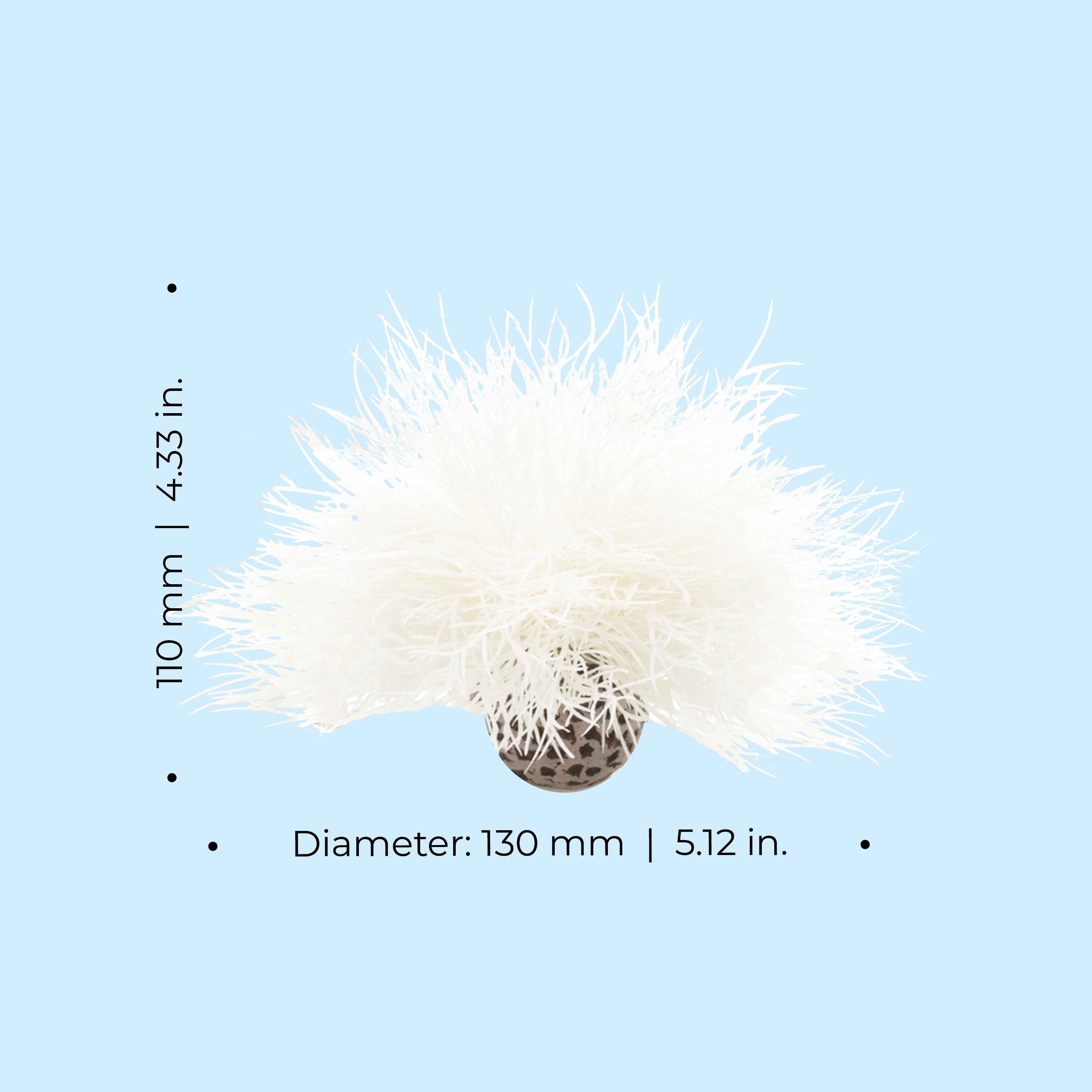 Sea Lily Dimensions