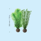 Small Green Feather Fern Plant Set of 2 - Dimensions