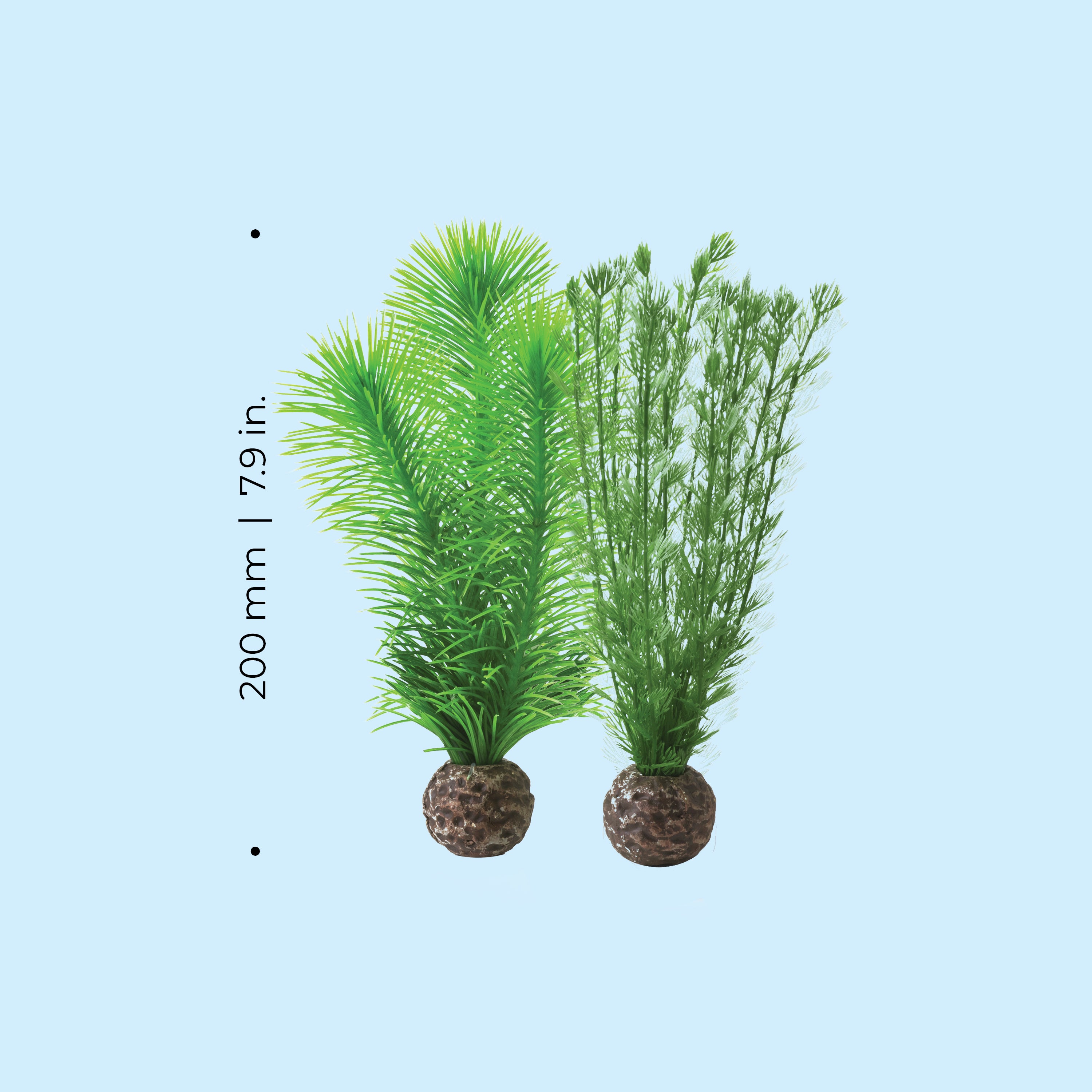 Small Green Feather Fern Plant Set of 2 - Dimensions