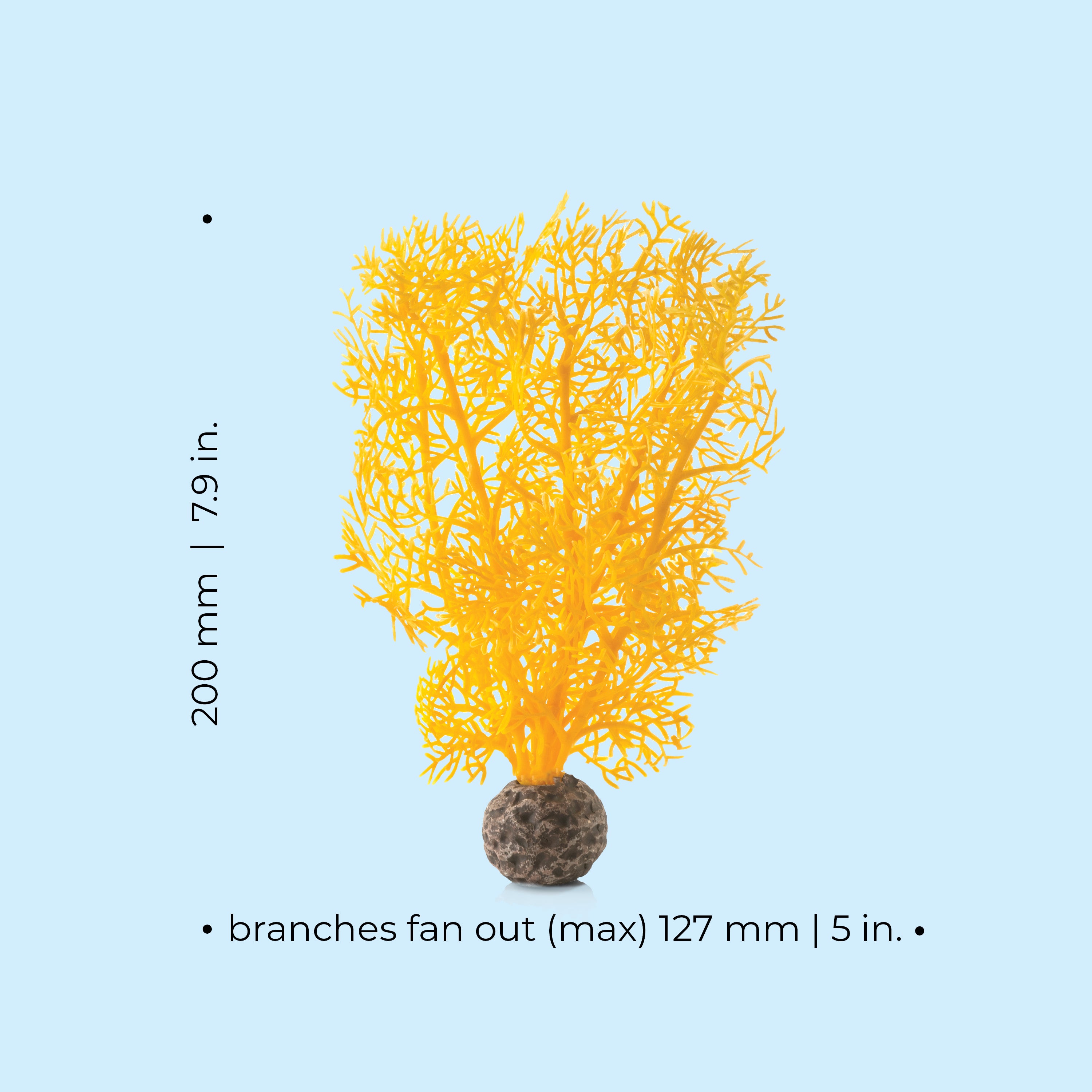 Small Sea Fan Dimensions