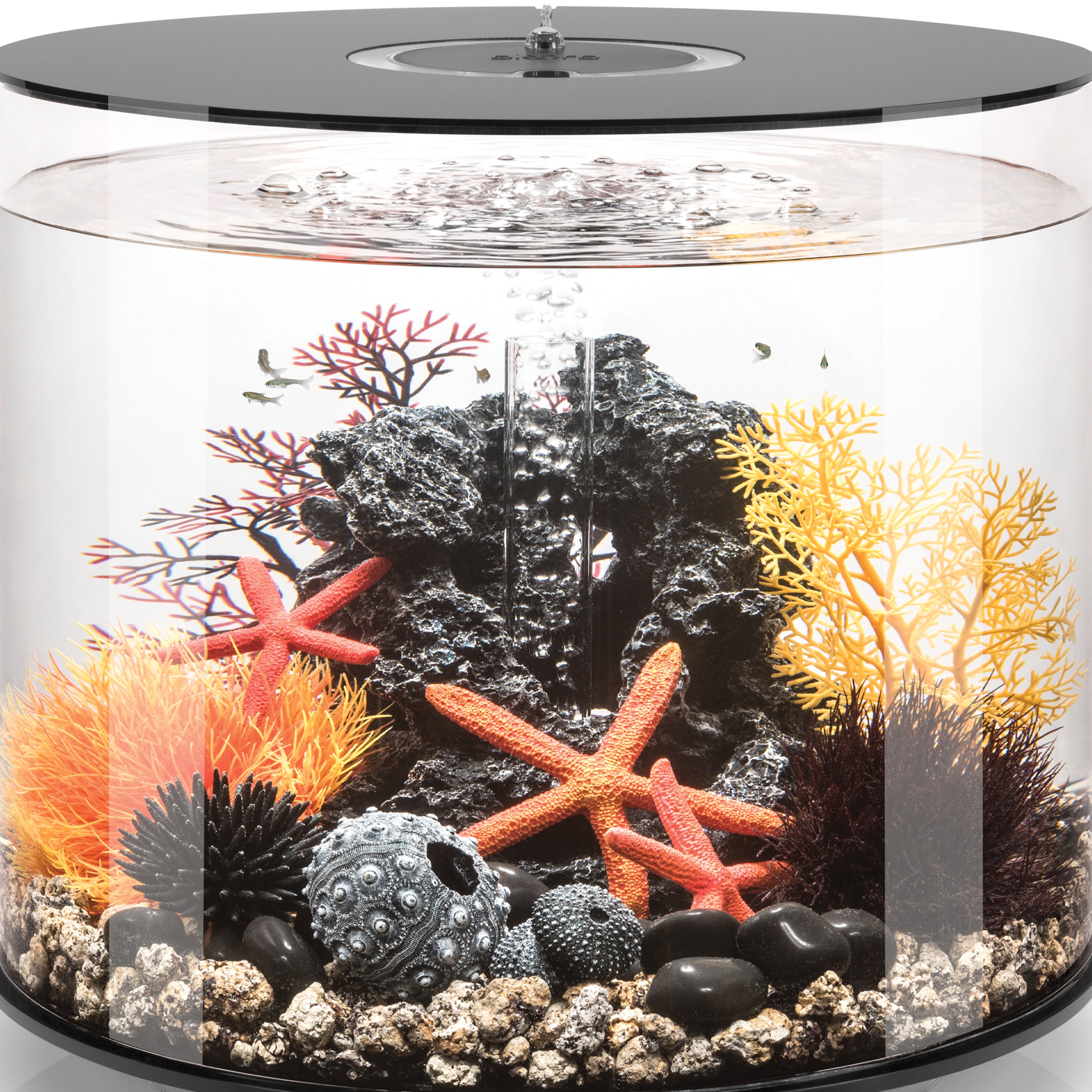 Small Sea Fan - In use