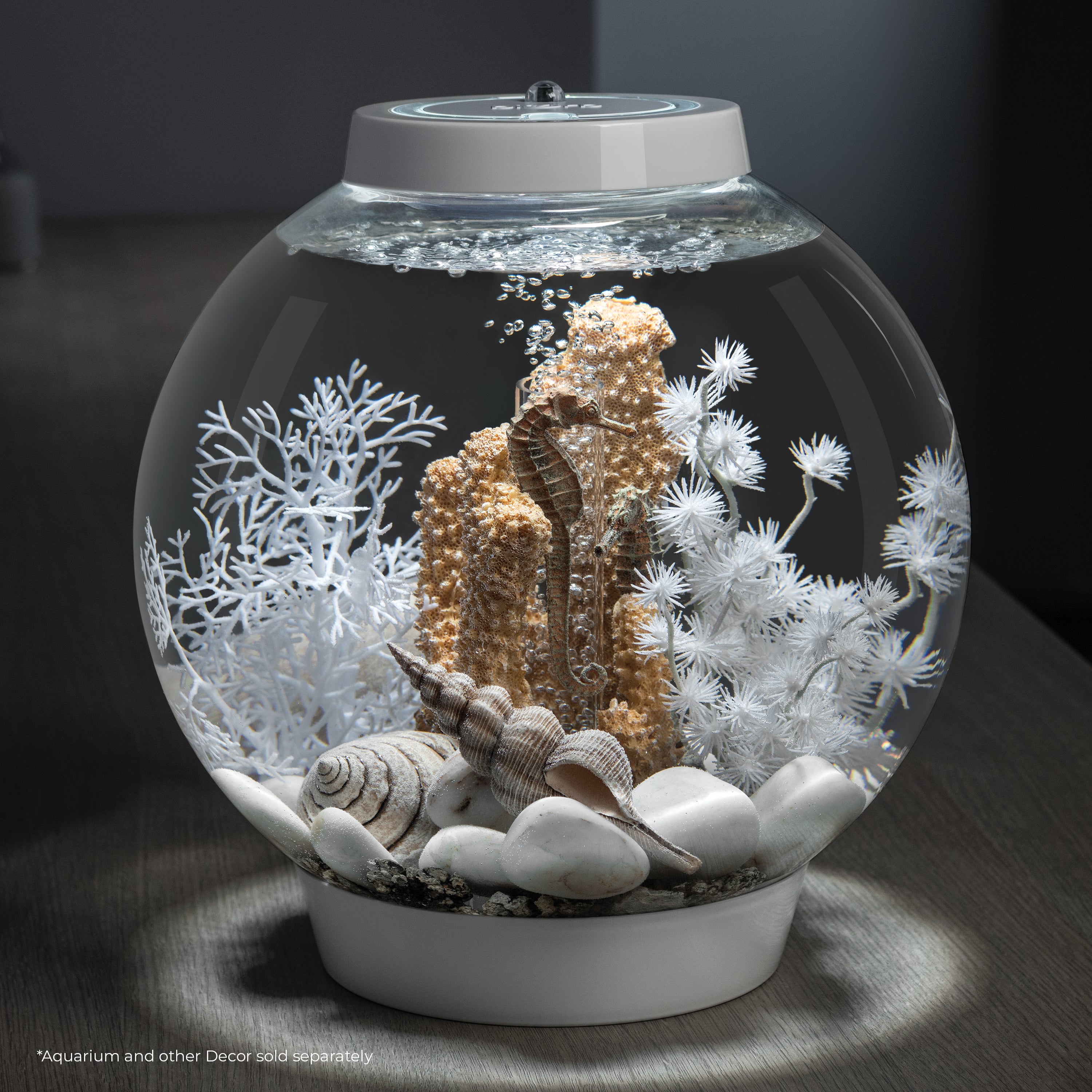 Sea Shell Set of 3 In Use