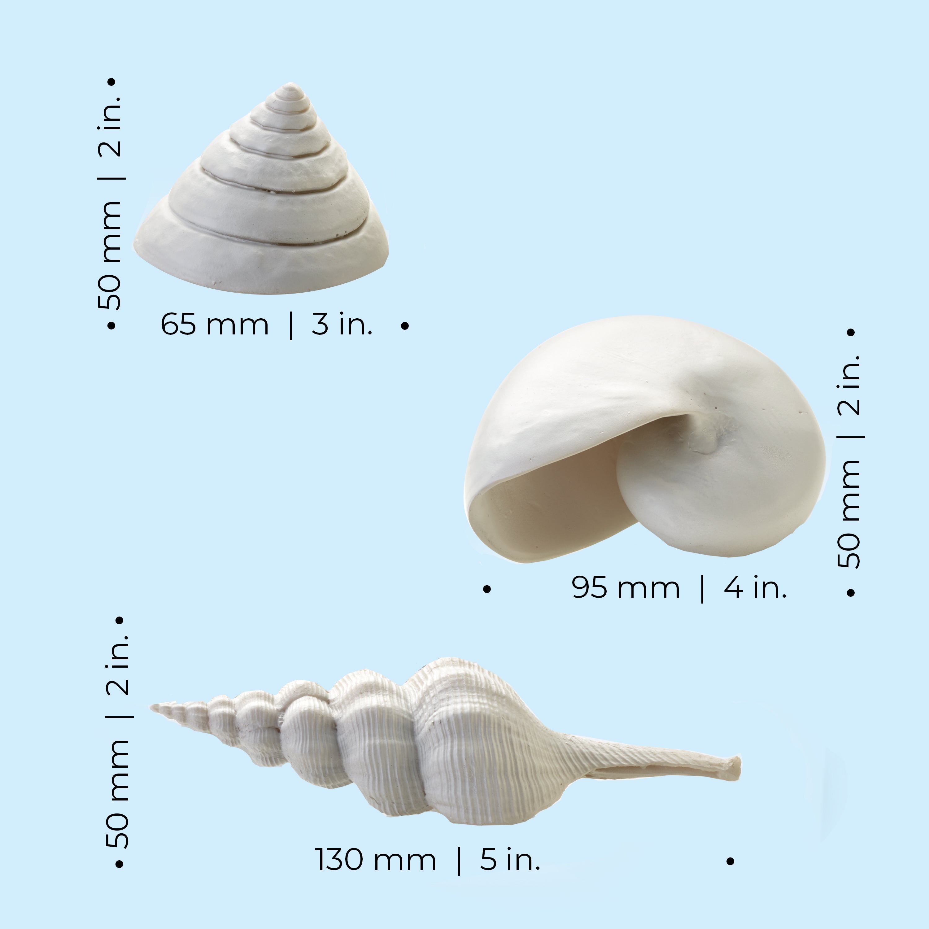 Sea Shell Set of 3 - Dimensions