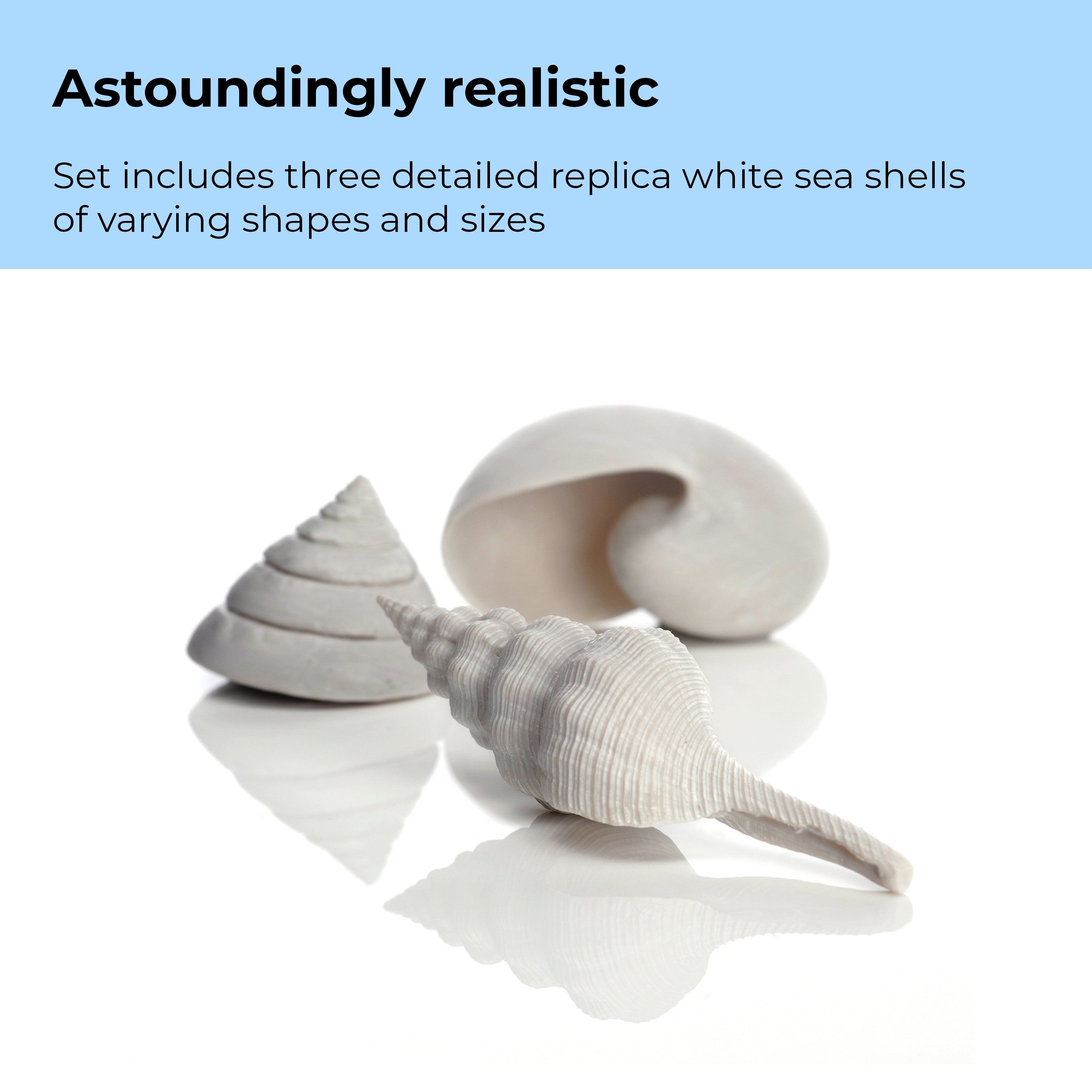 Sea Shell Set of 3 - Astoundingly realistic