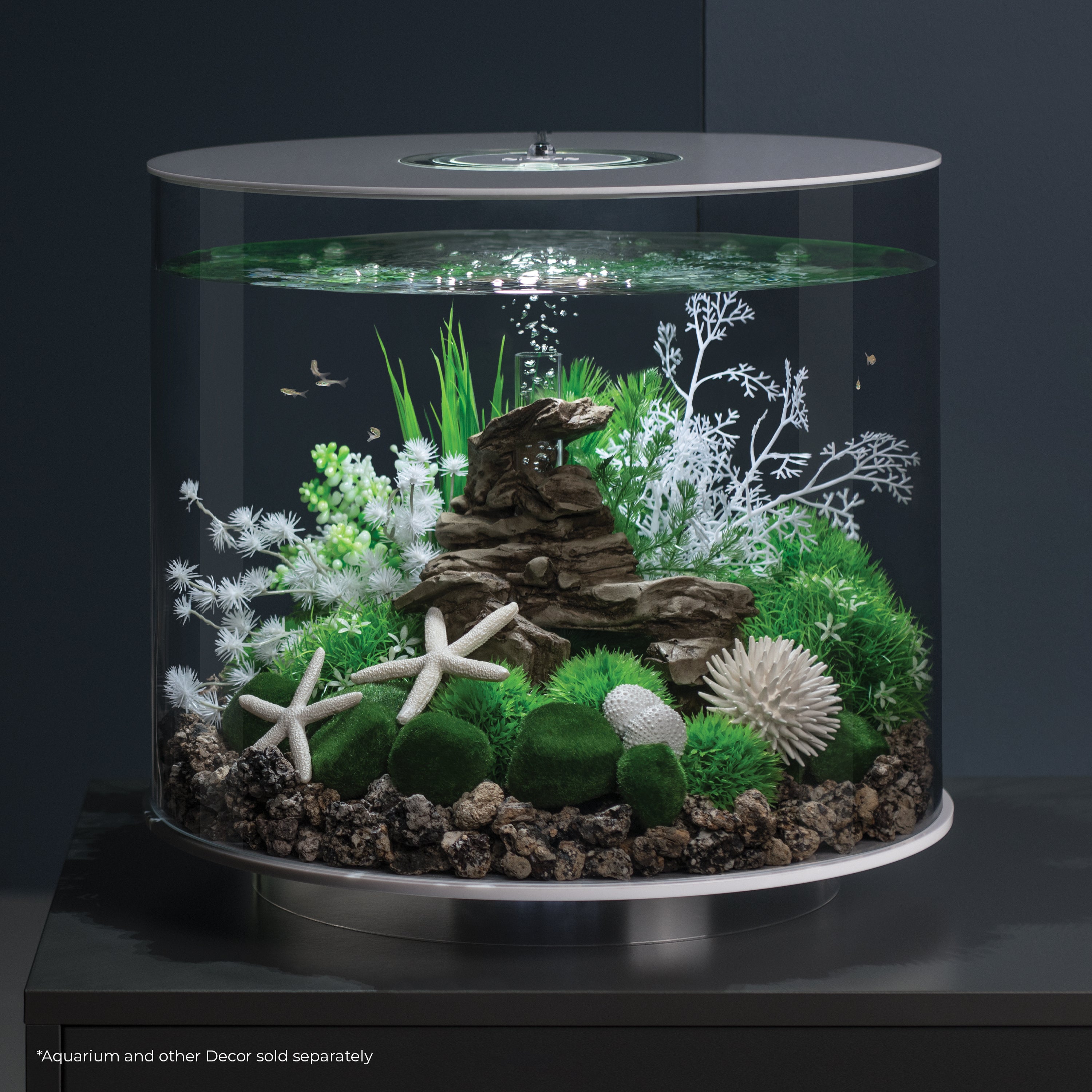 Starfish Set of 3 In Use