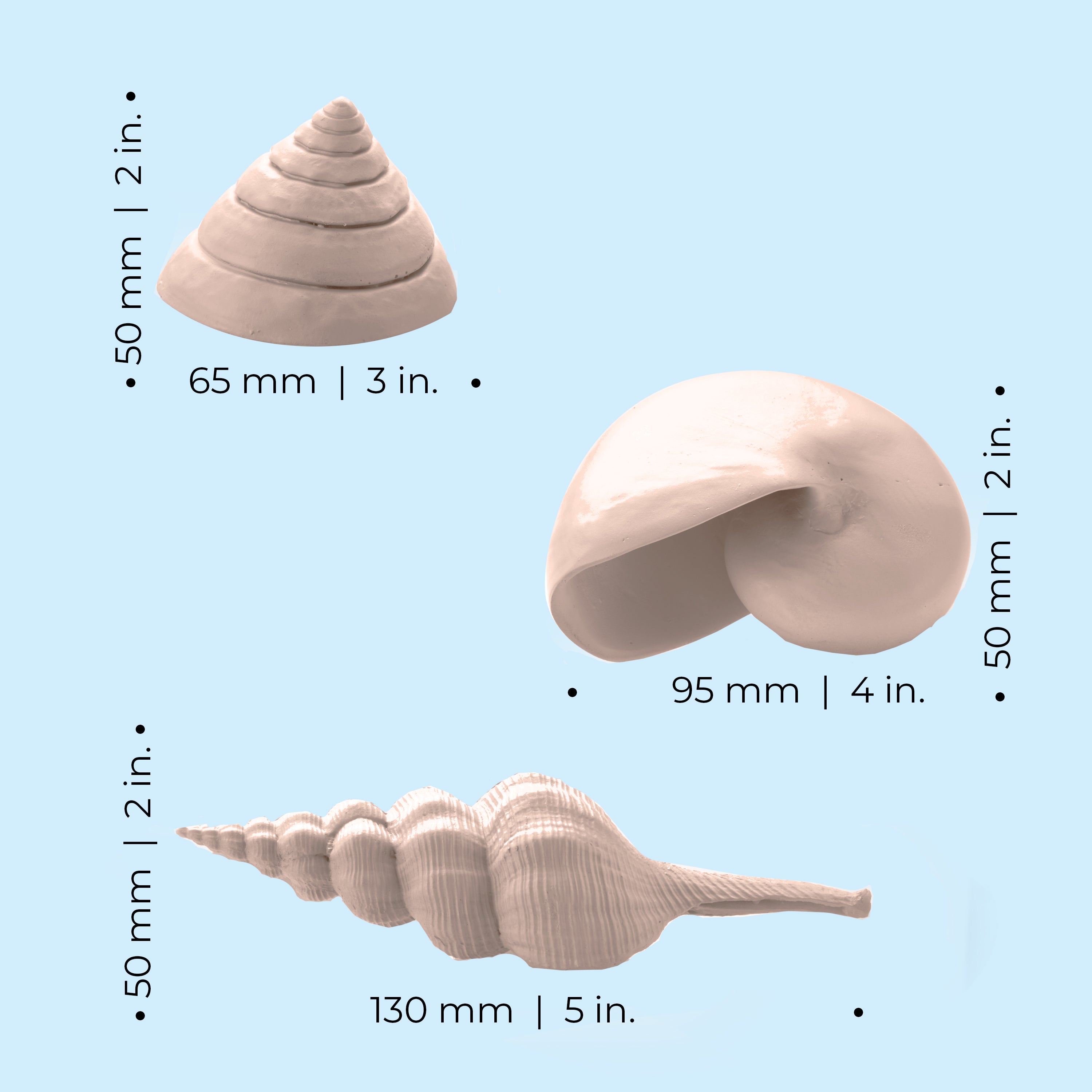 Sea Shell Set of 3 - Dimensions