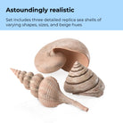 Sea Shell Set of 3 - Astoundingly realistic
