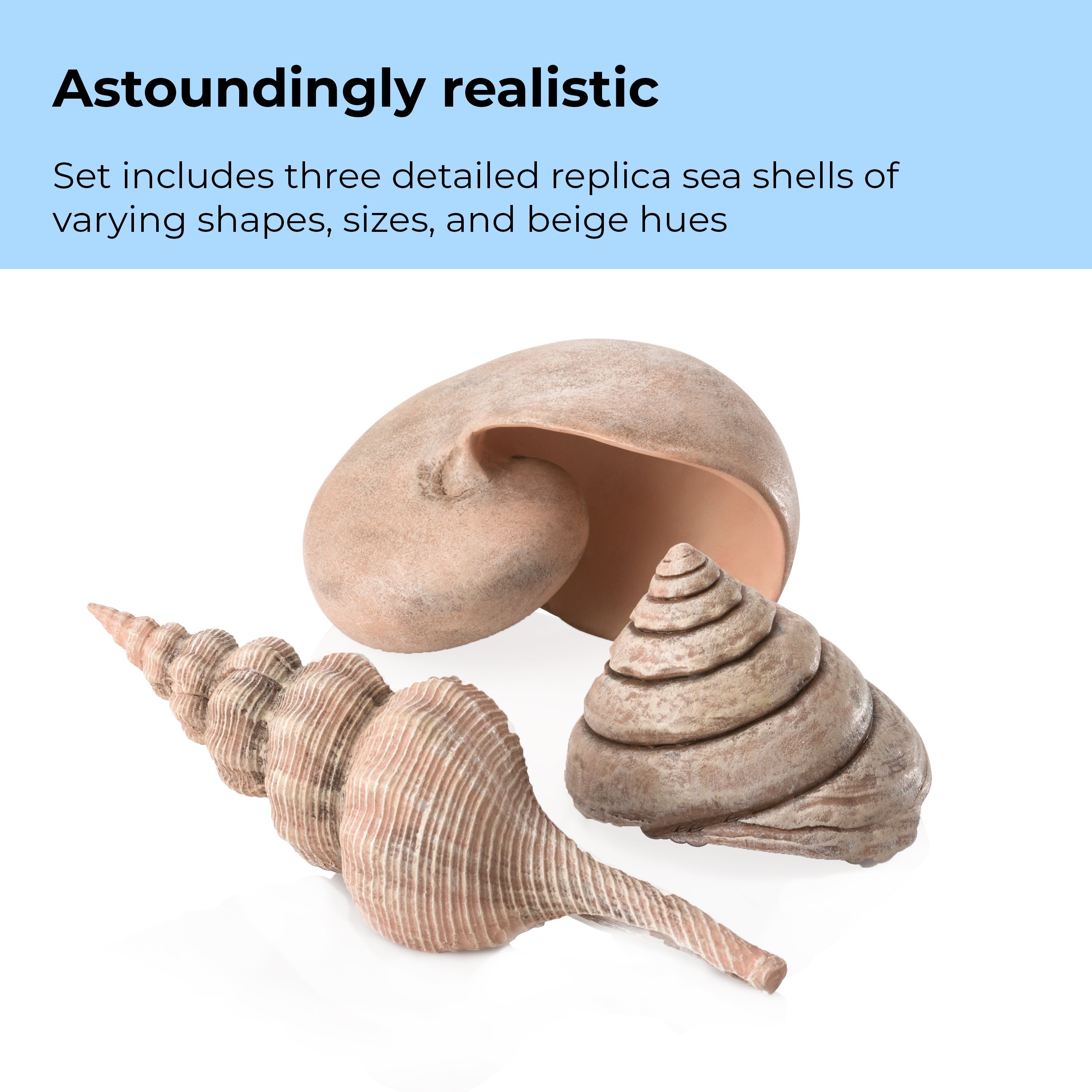 Sea Shell Set of 3 - Astoundingly realistic