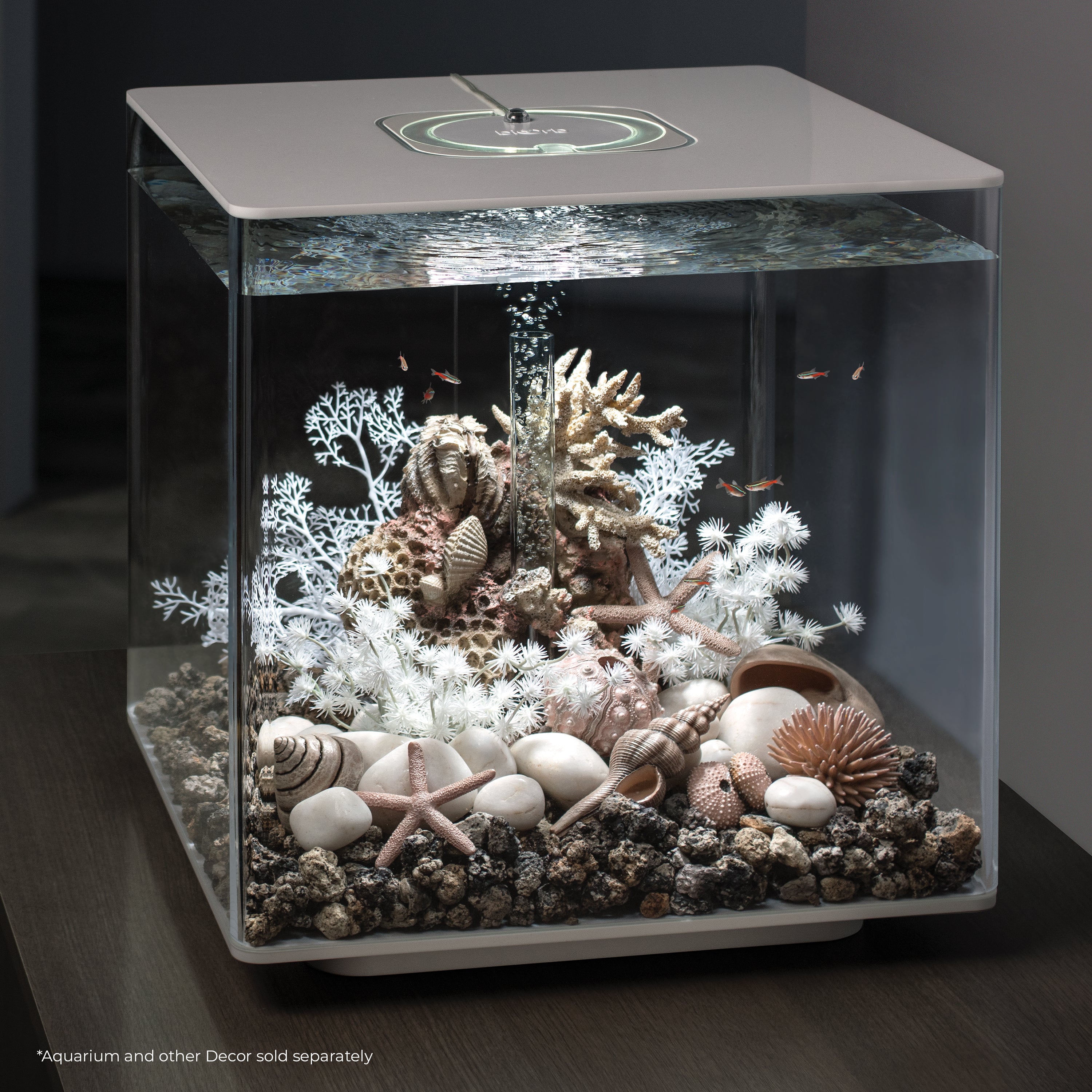 Starfish Set of 3 In Use