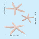 Starfish Set of 3 - Dimension