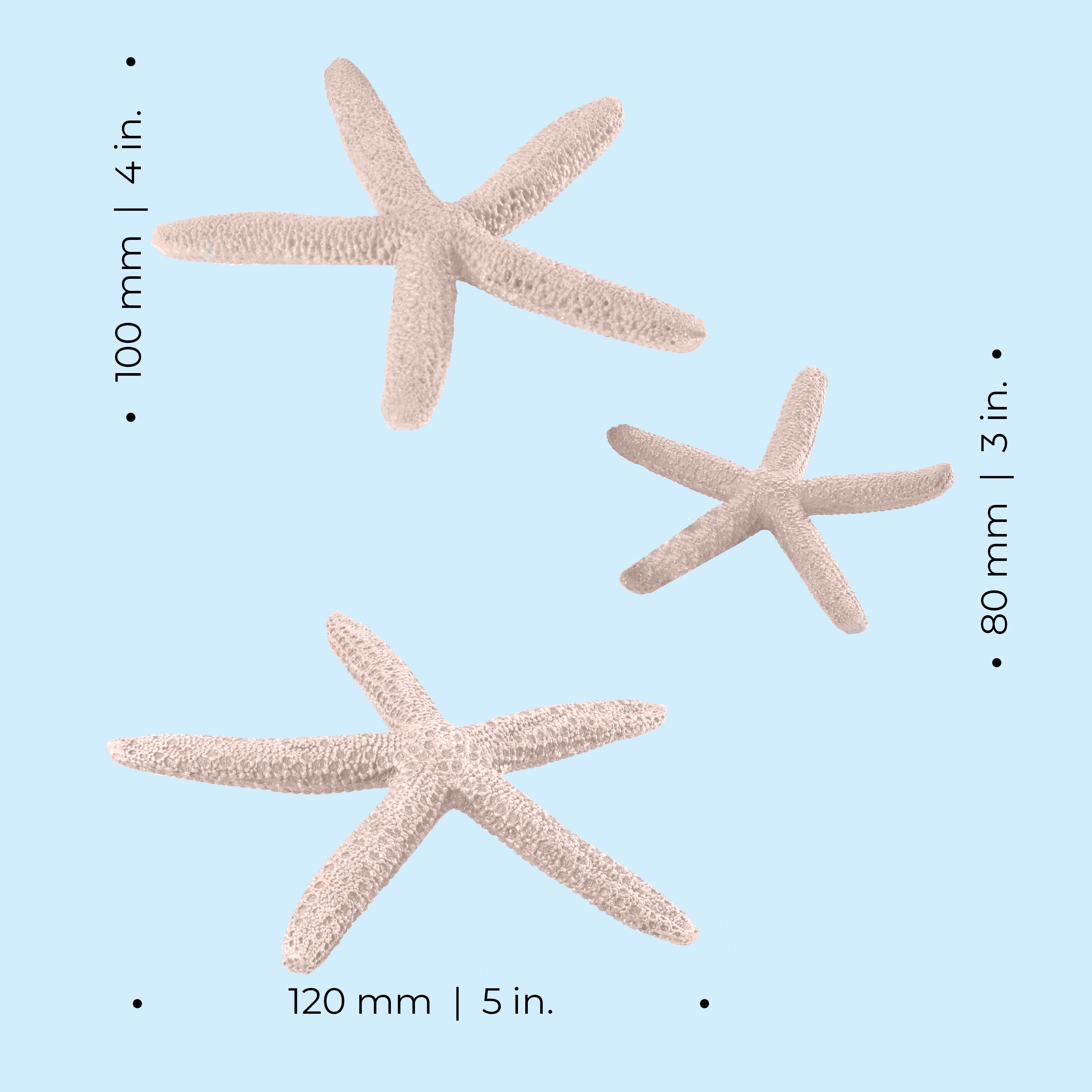 Starfish Set of 3 - Dimension