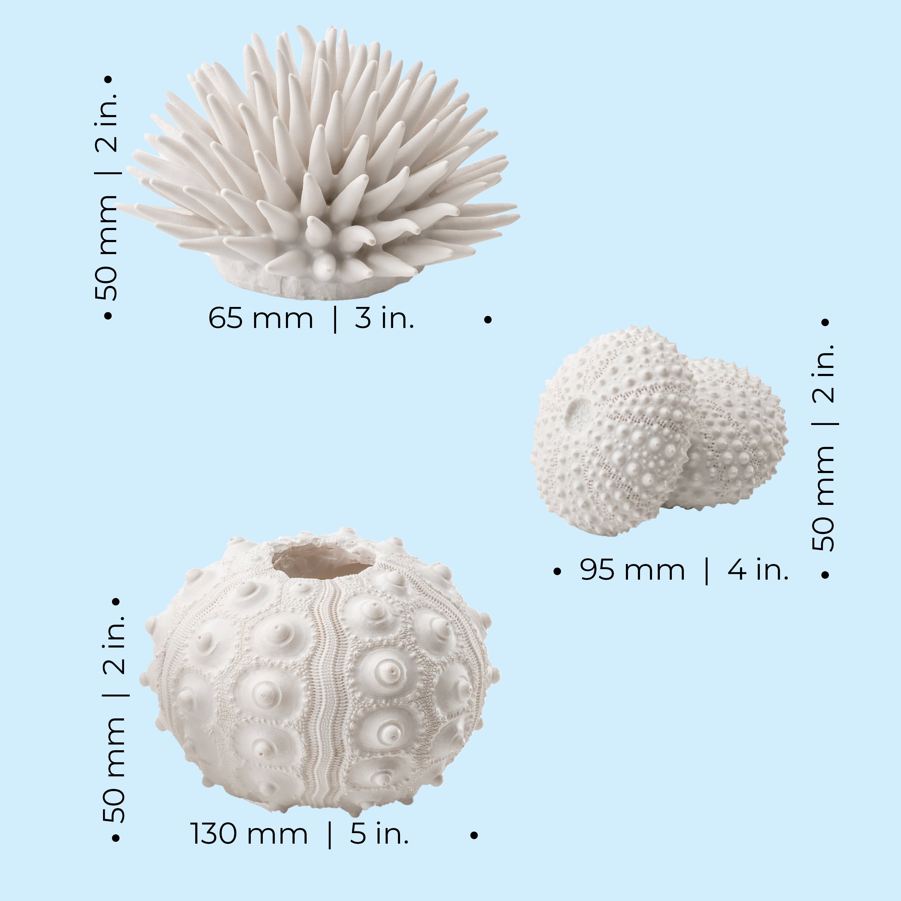 Sea Urchins Set of 3 - Dimensions