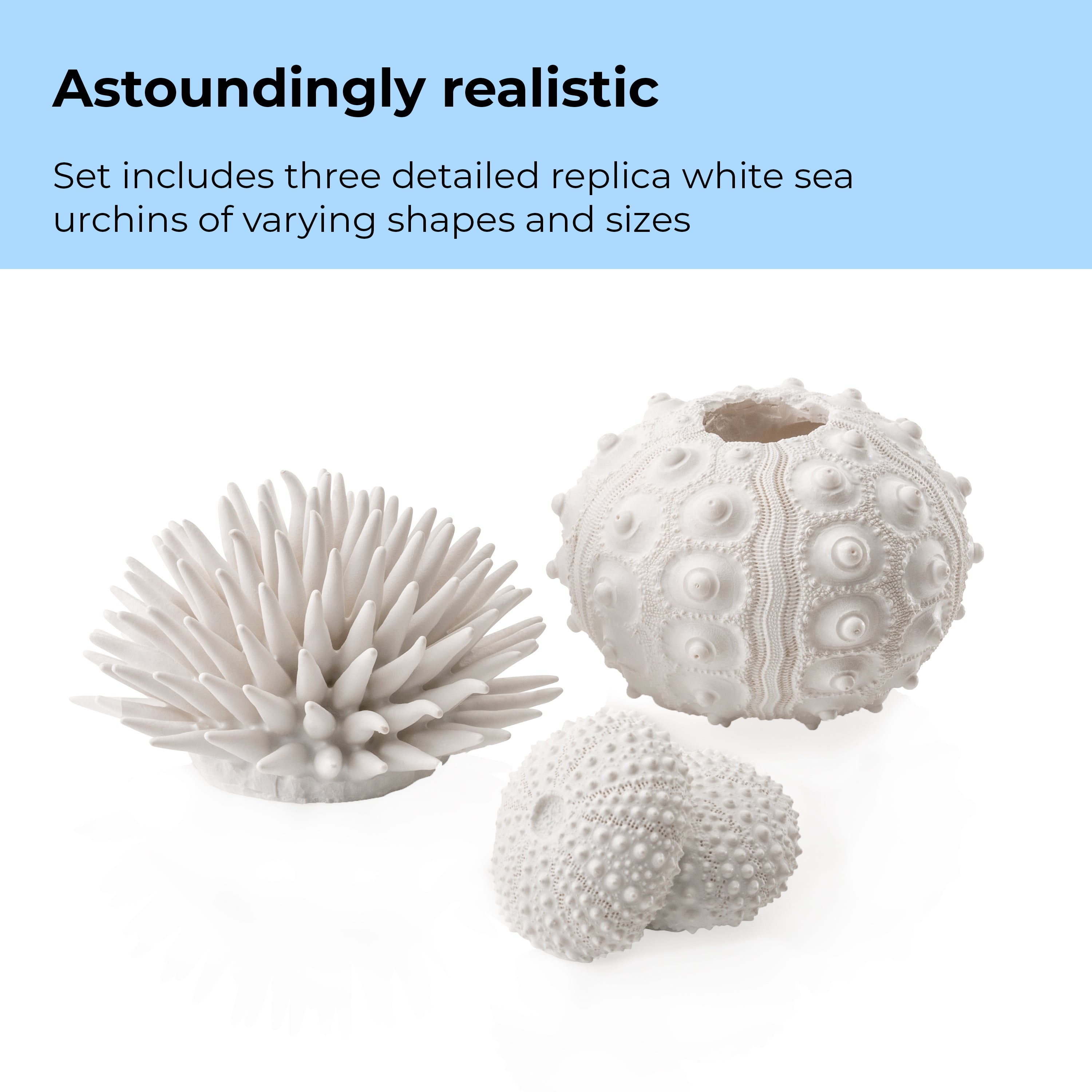 Sea Urchins Set of 3 - Astoundingly Realistic